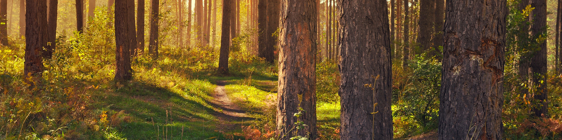 stig bredvid träd i en skog bannerbild